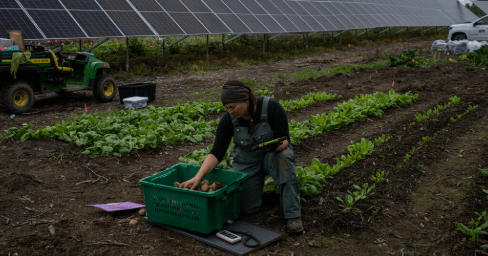Solar Panels Boost Crop Growth in Alaska: Researchers Find Surprising Dual-Benefit